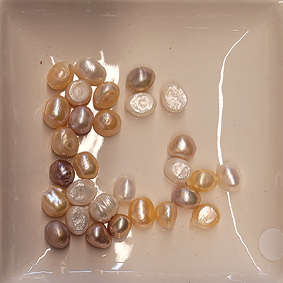 Süßwasserperle beige 7mm